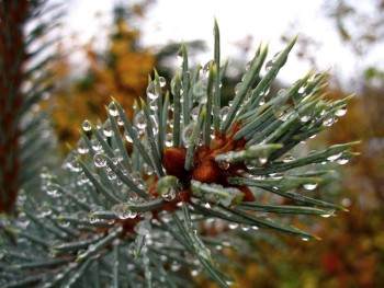 Фото: http://img0.liveinternet.ru/images/attach/b/0/21134/21134335_Izobrazhenie_016.jpg